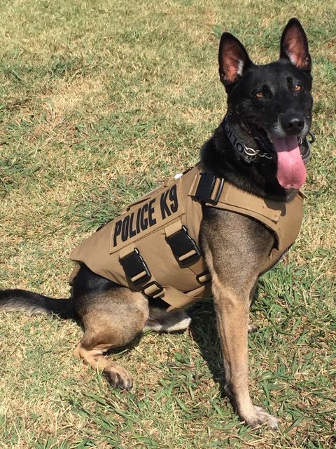 K9 Riggs